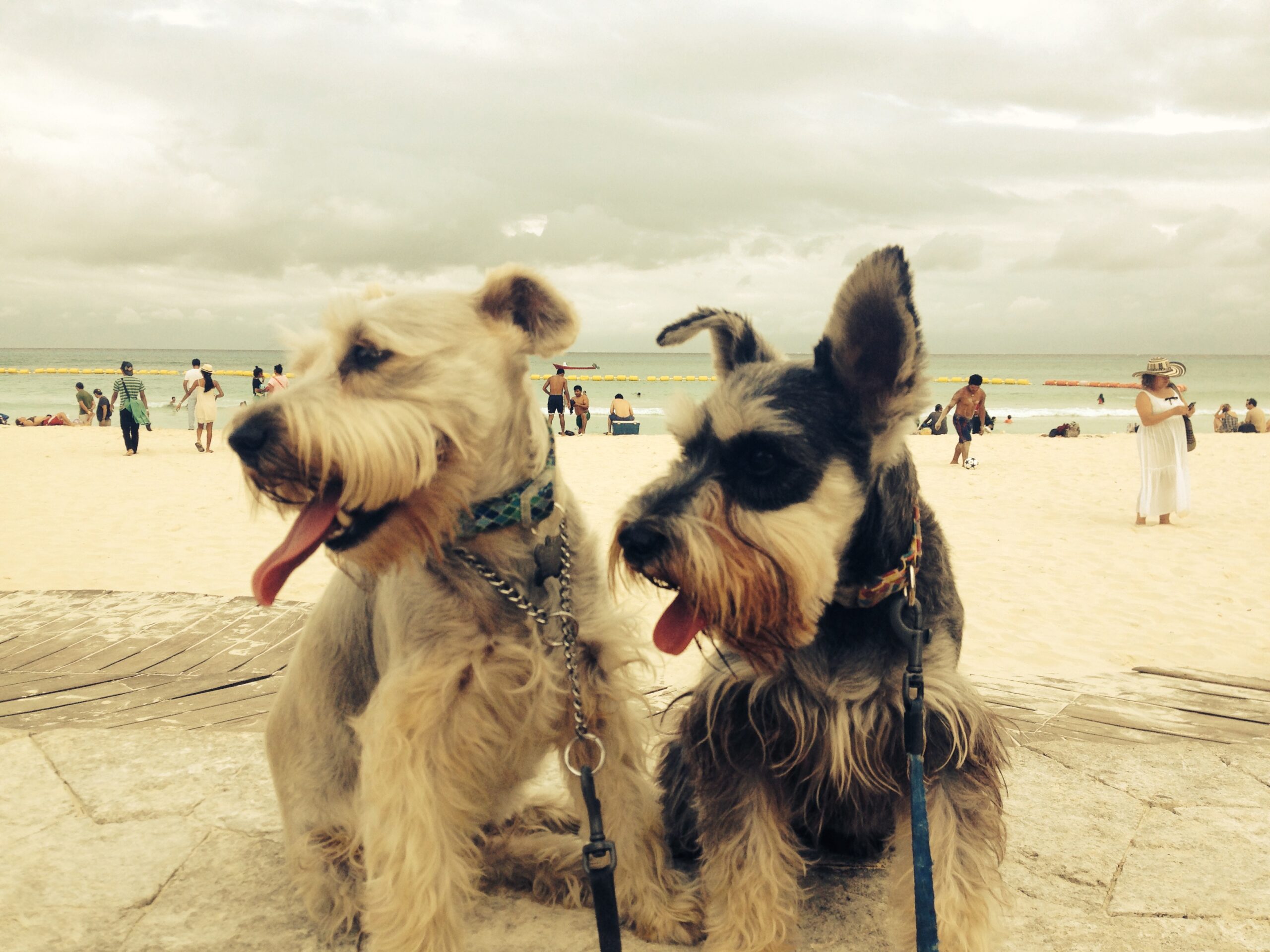 Pet friendly rentals Playa del Carmen