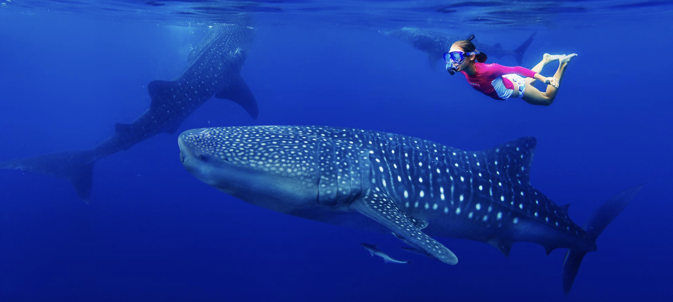 Whale shark tours, Playa del Carmen