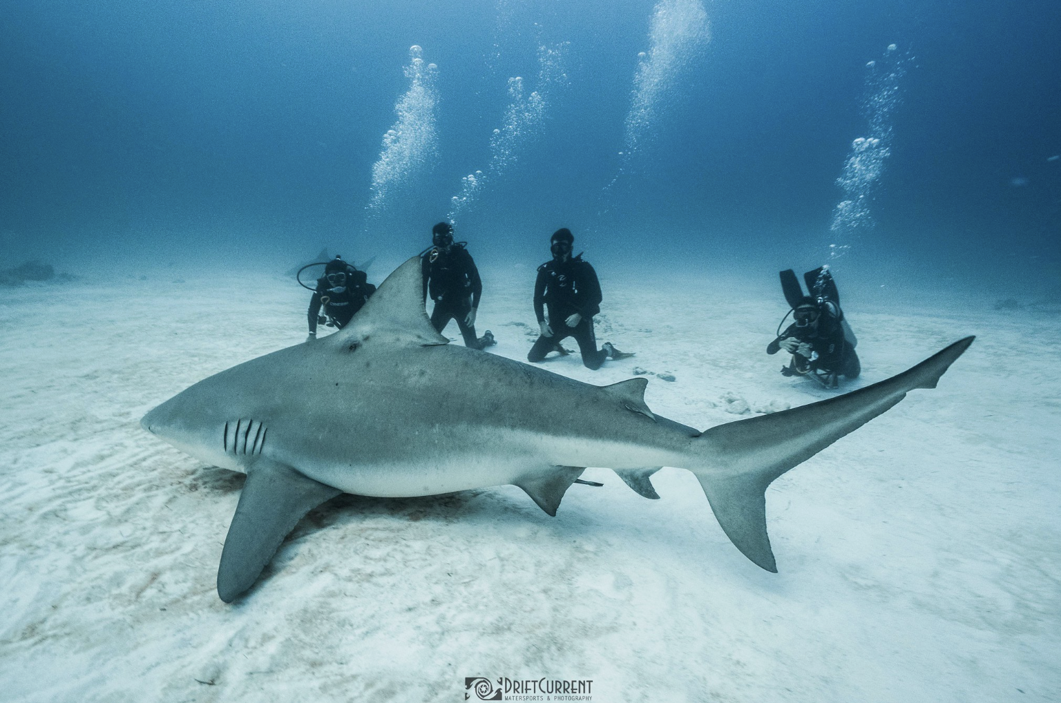 How to Swim with the Bull Sharks in Playa del Carmen